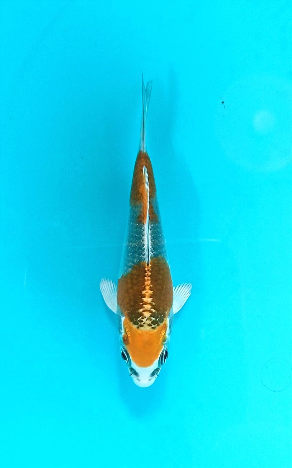 Juara 1