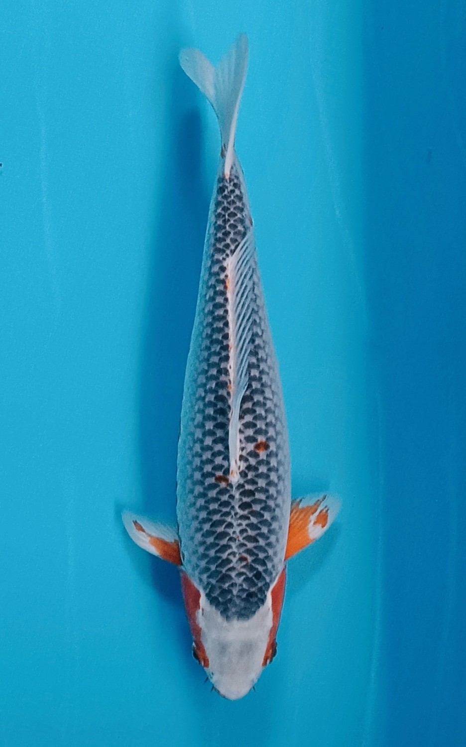 Juara 1