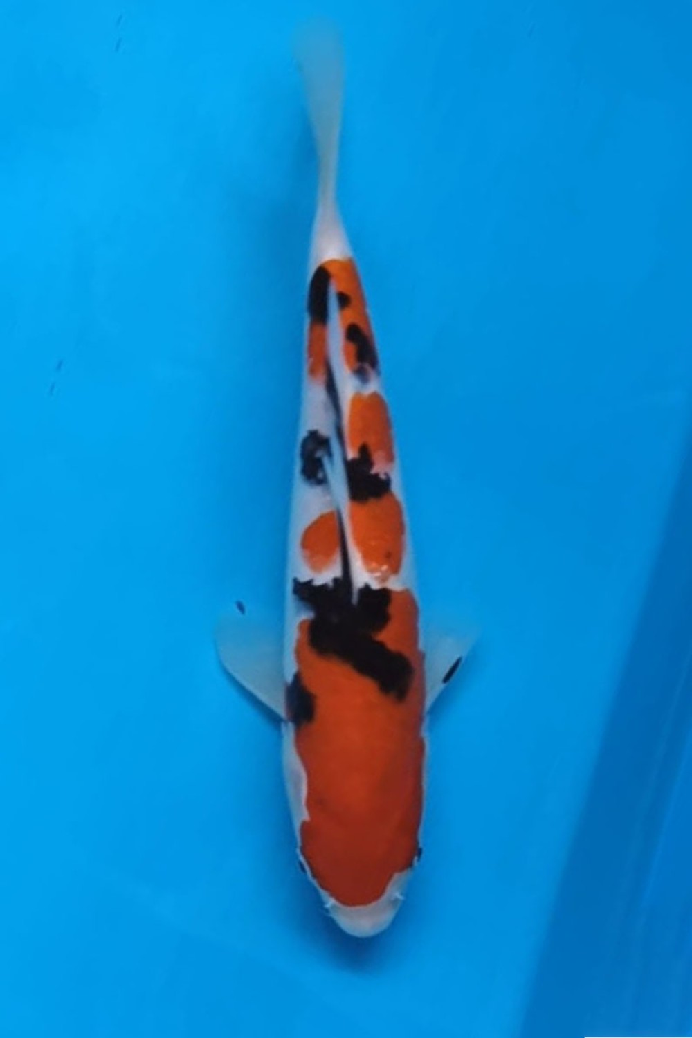 A. Best In Size, 21 - 25 cm