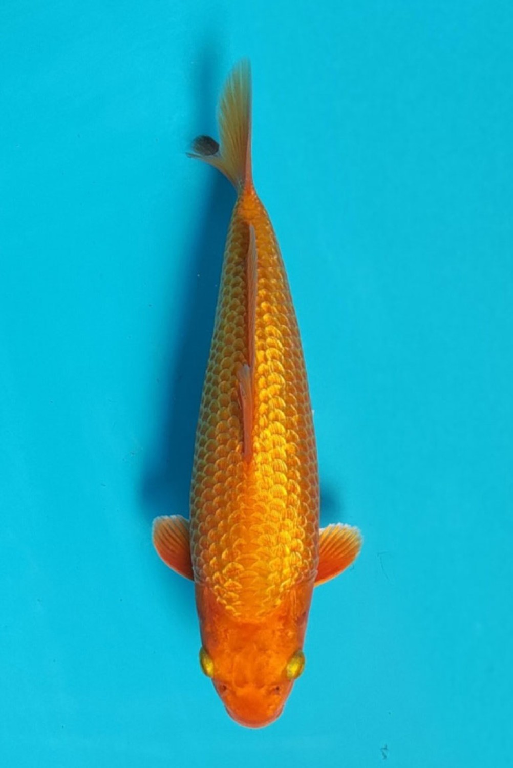 Juara 1