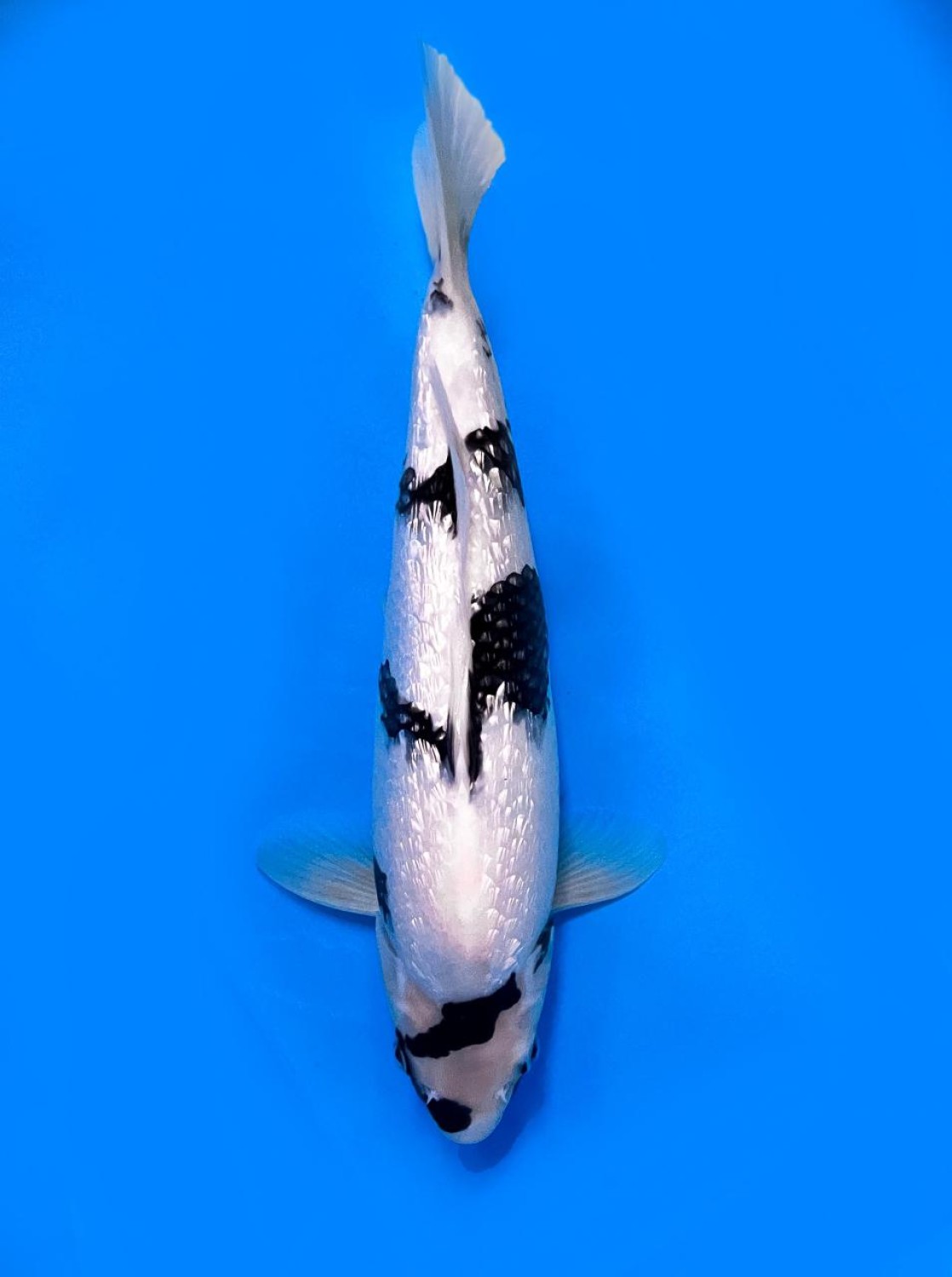 F. Tategoi Junior Champion