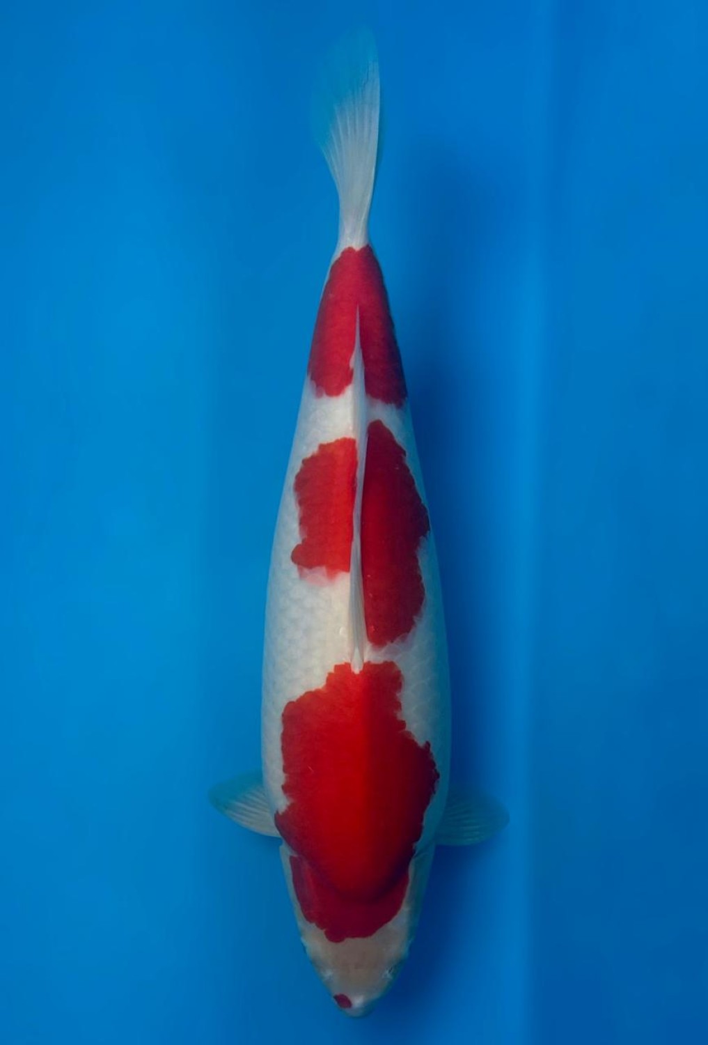 Juara 1