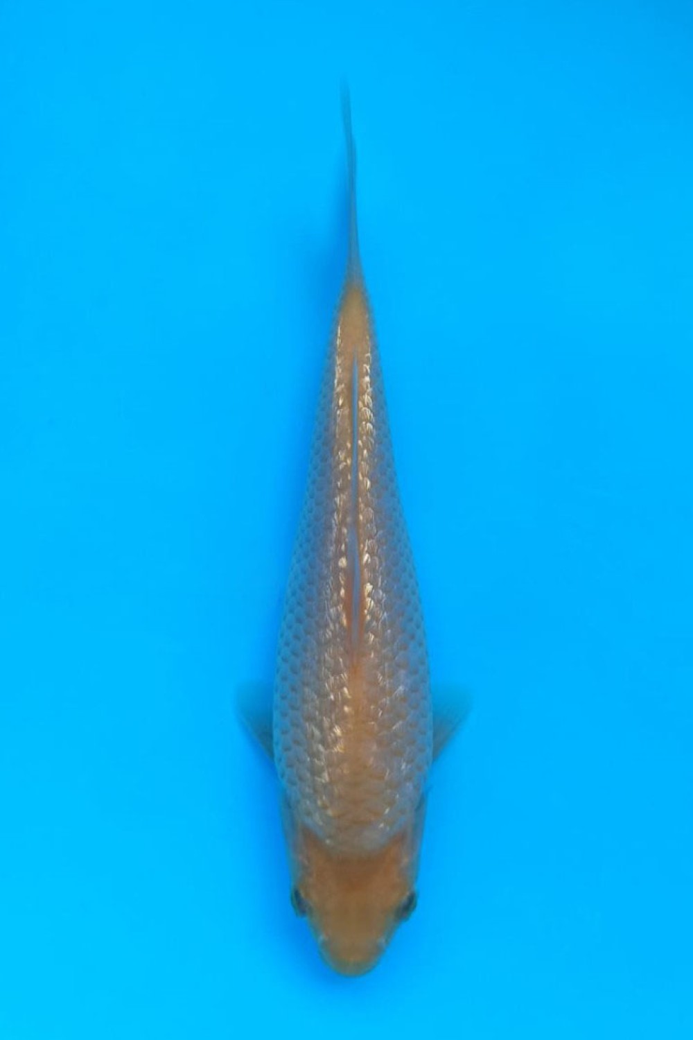Juara 1