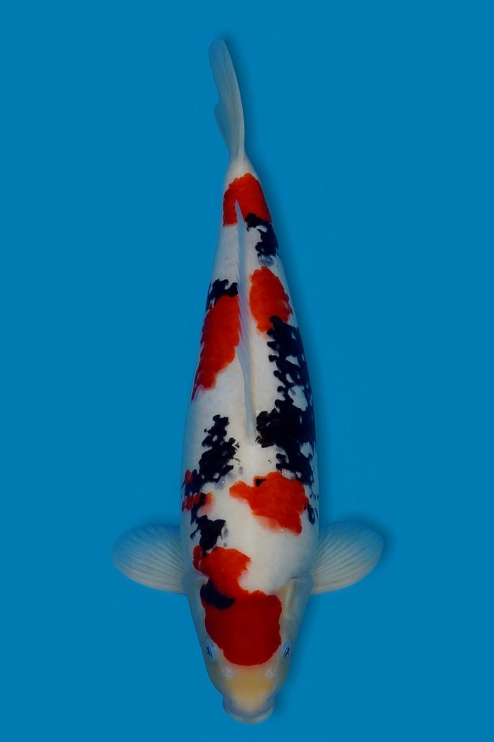 F. Tategoi Prize, 41 - 45 cm