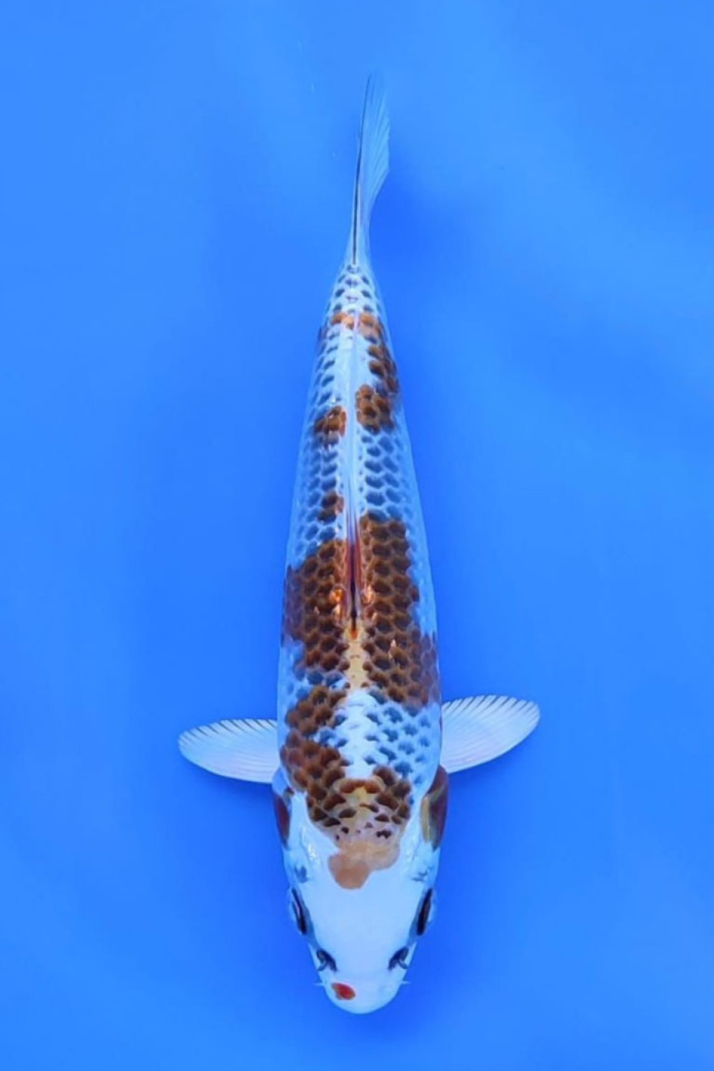 Juara 2