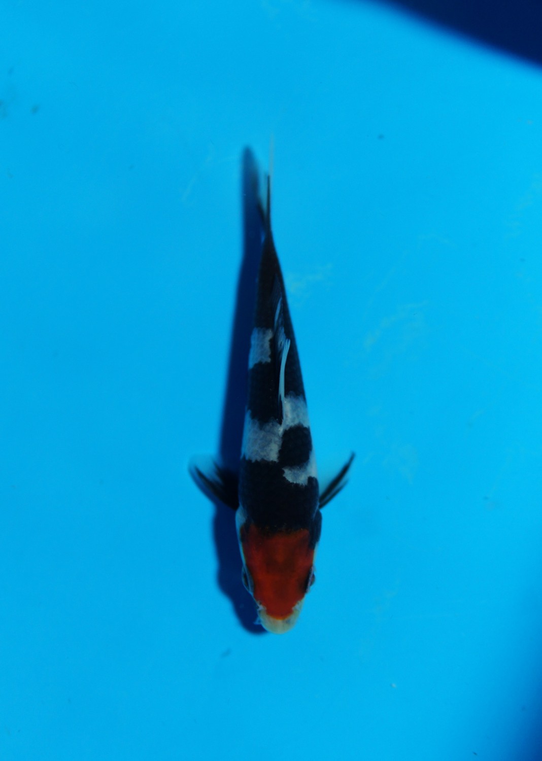 Juara 3