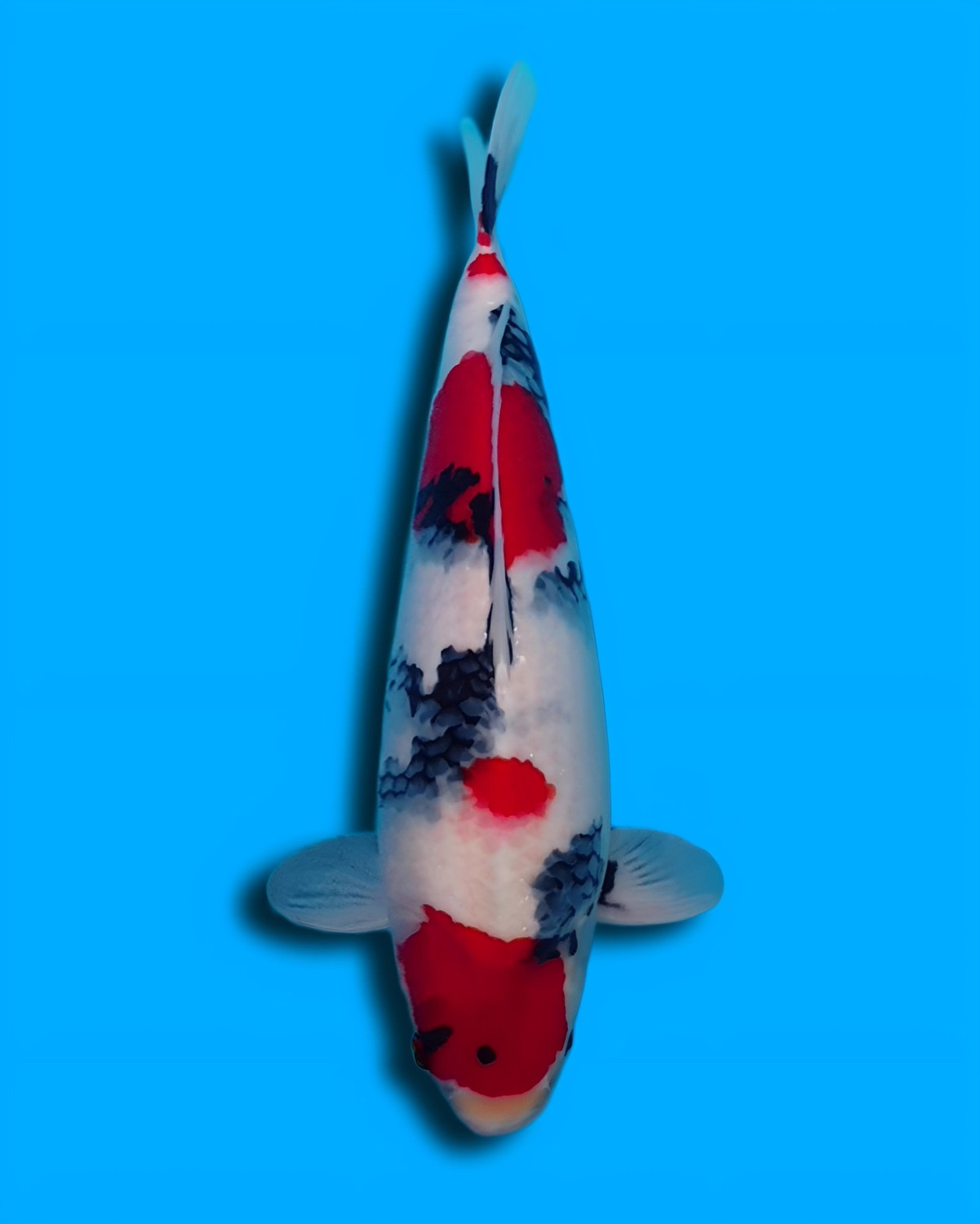 F. Tategoi Prize, 46 - 50 cm