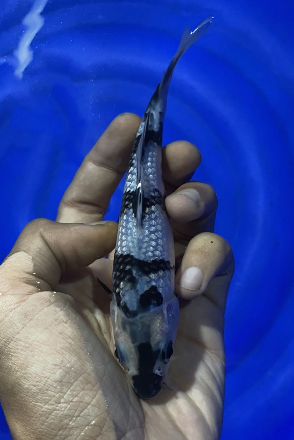 F. Tategoi Prize, 13 - 15 cm