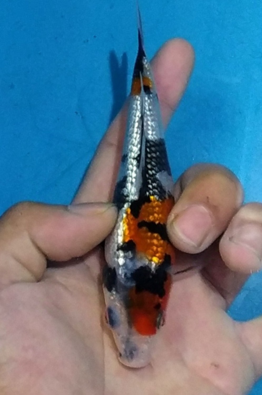 Juara 1