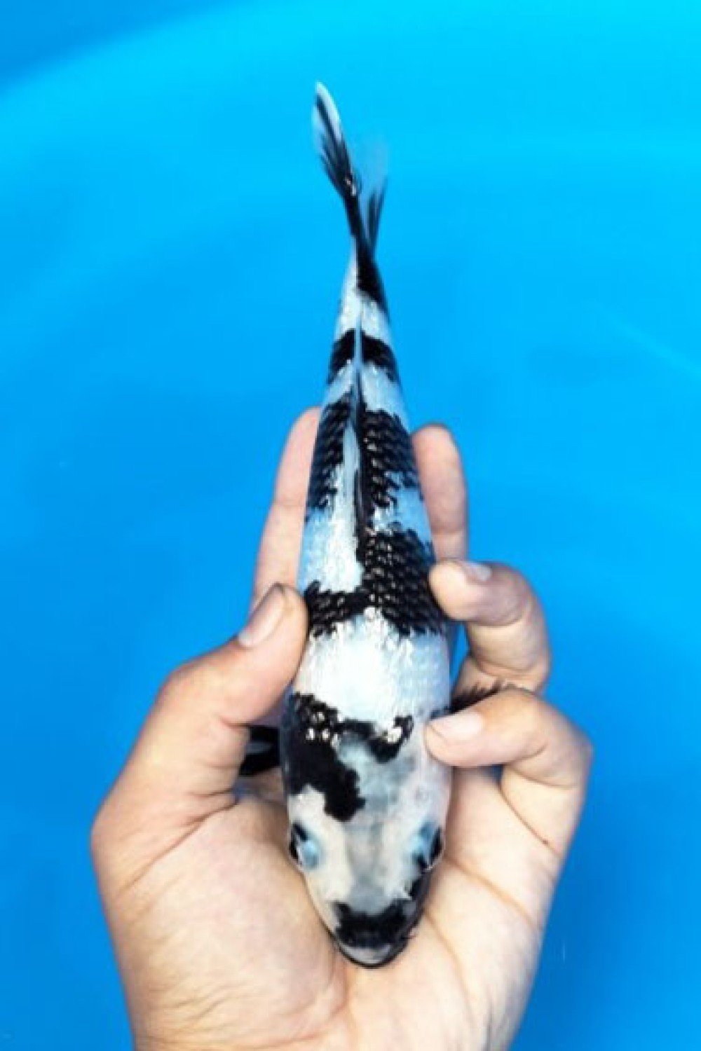Juara 4