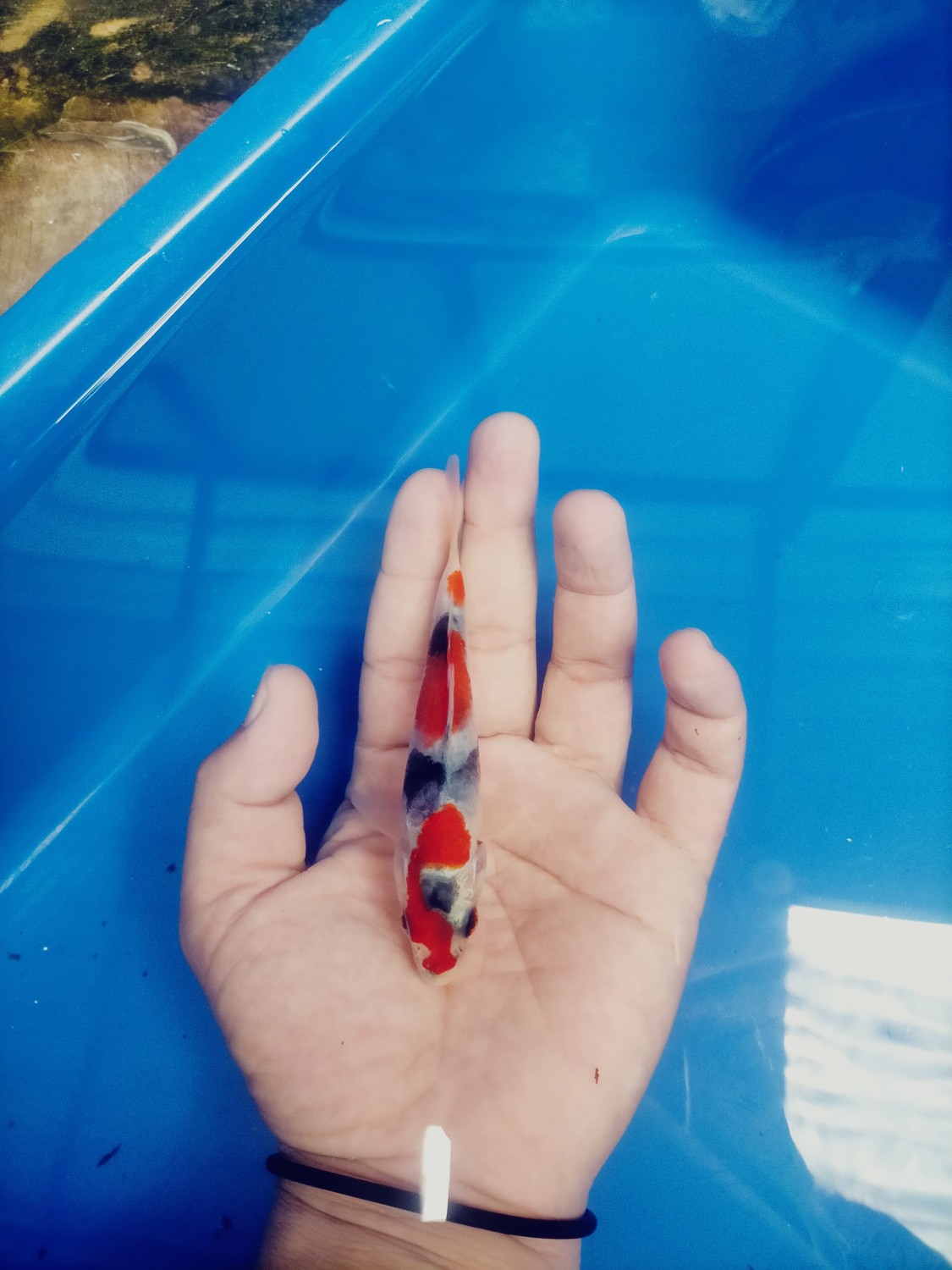 Juara 3