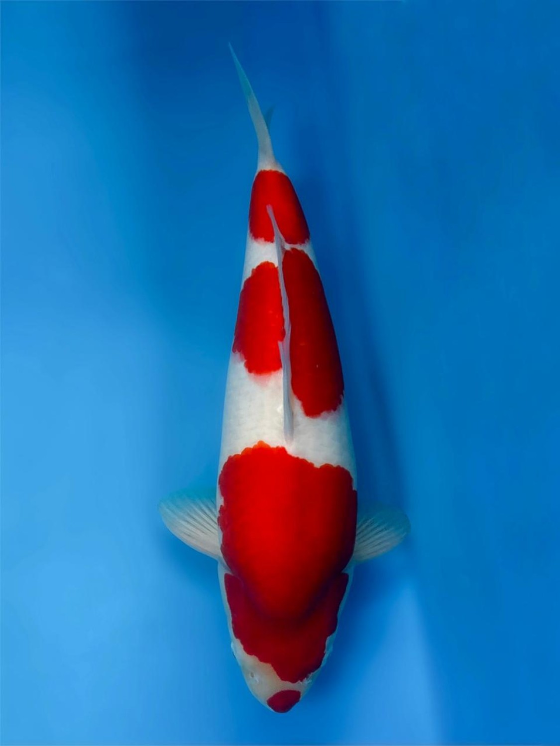 A. Best In Size, 46 - 50 cm