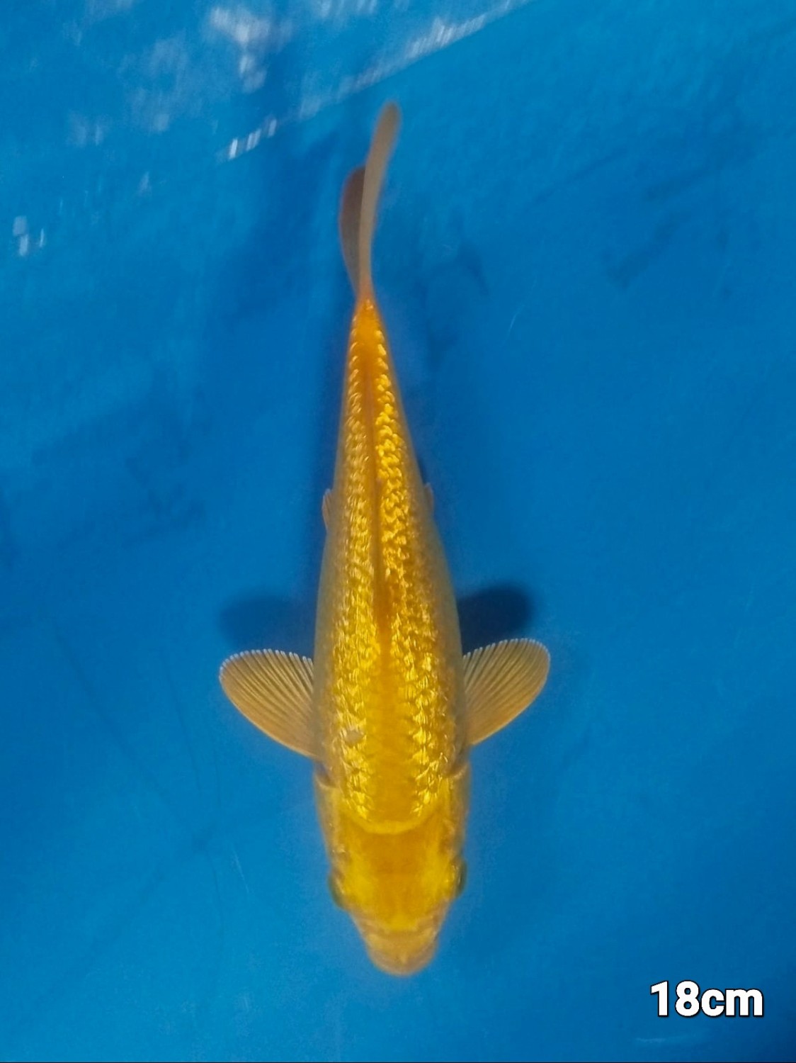 Juara 2