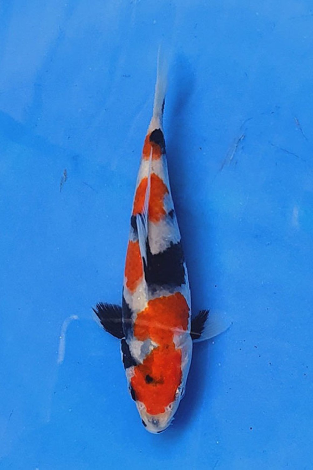 Juara 1