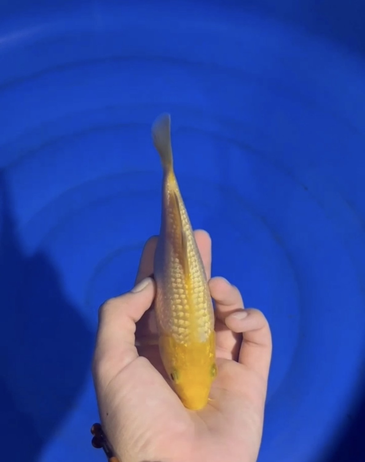 E. Kamboja Prize, 16 - 20 cm