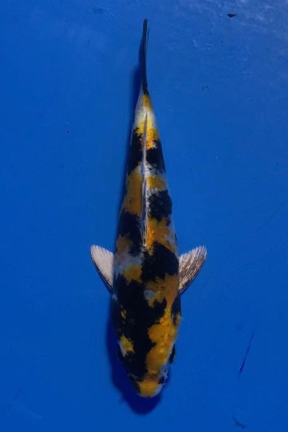 Juara 1