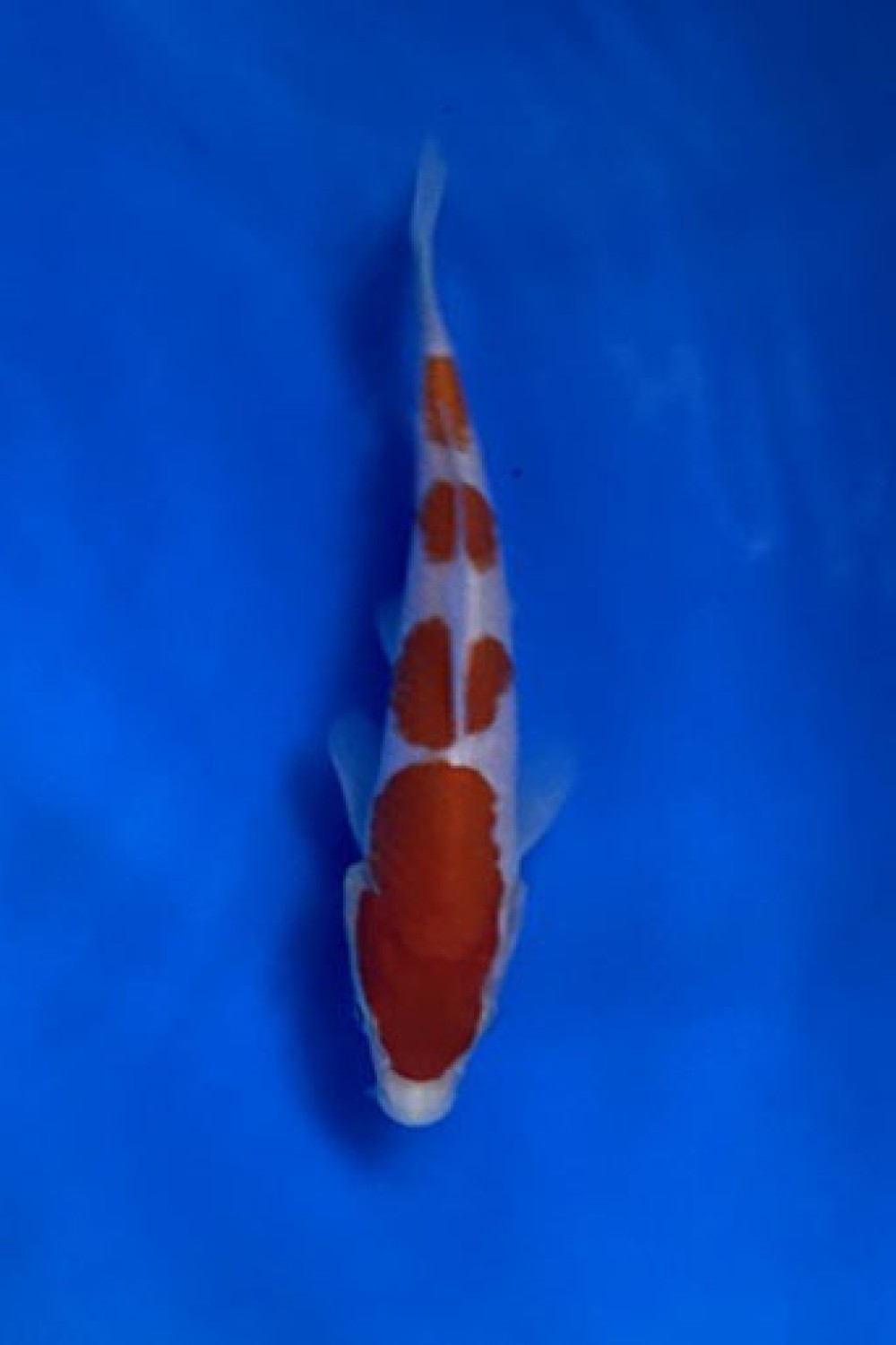 A. Mini Champion
