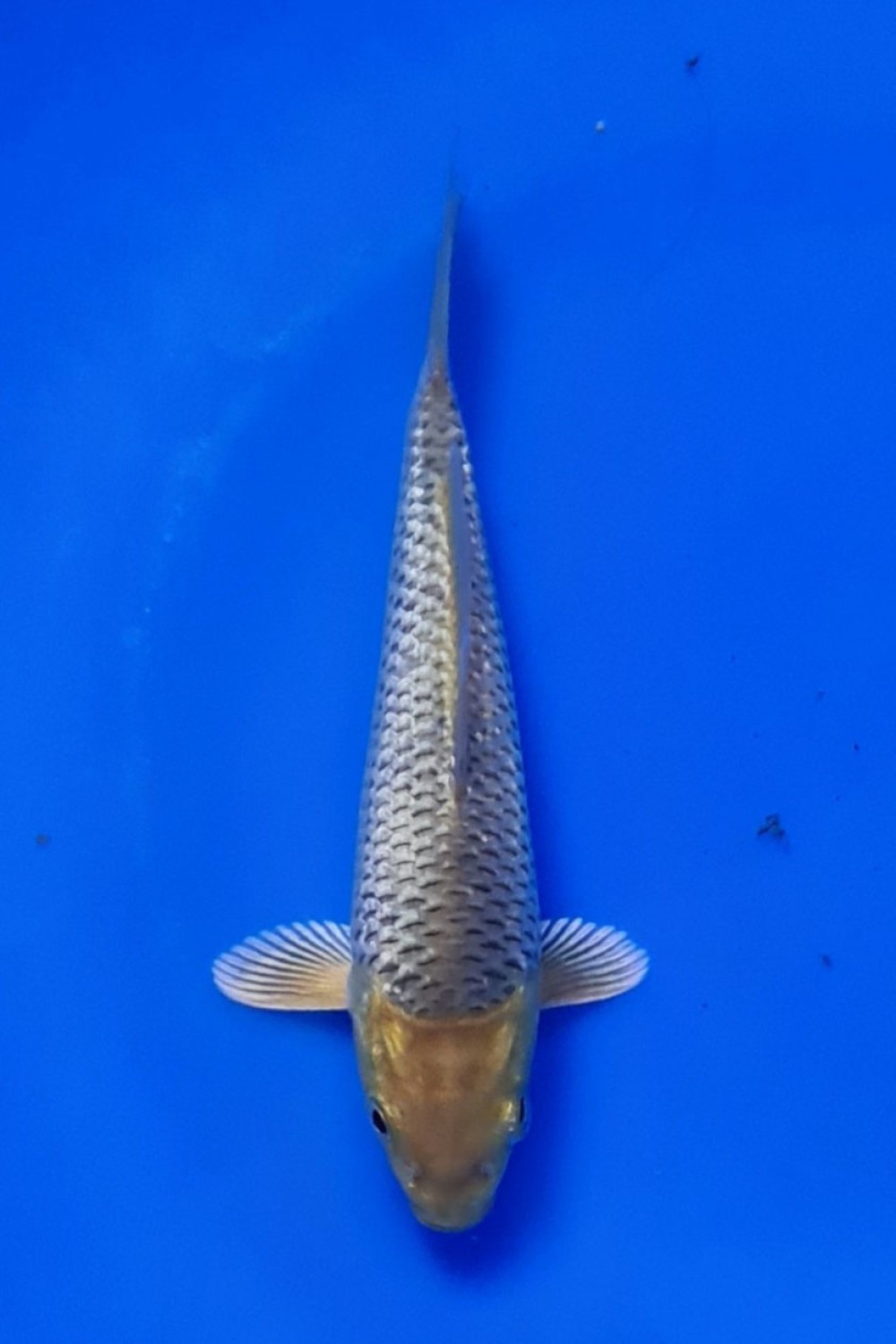 Juara 2