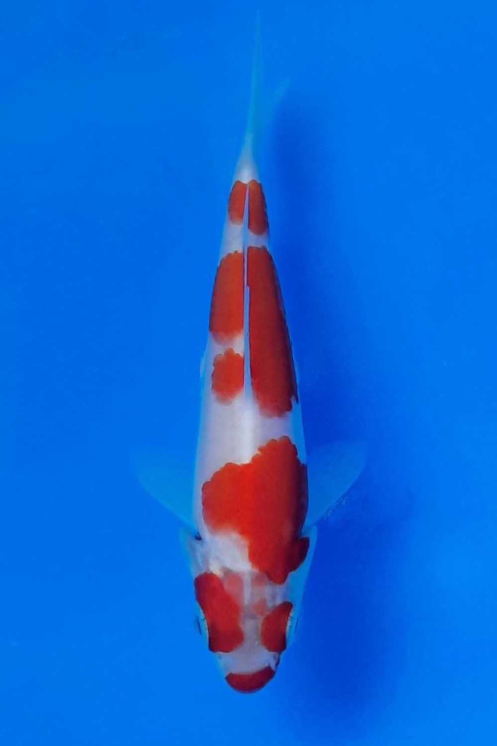 Juara 3
