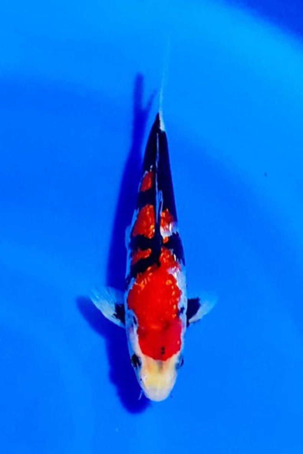 Juara 2