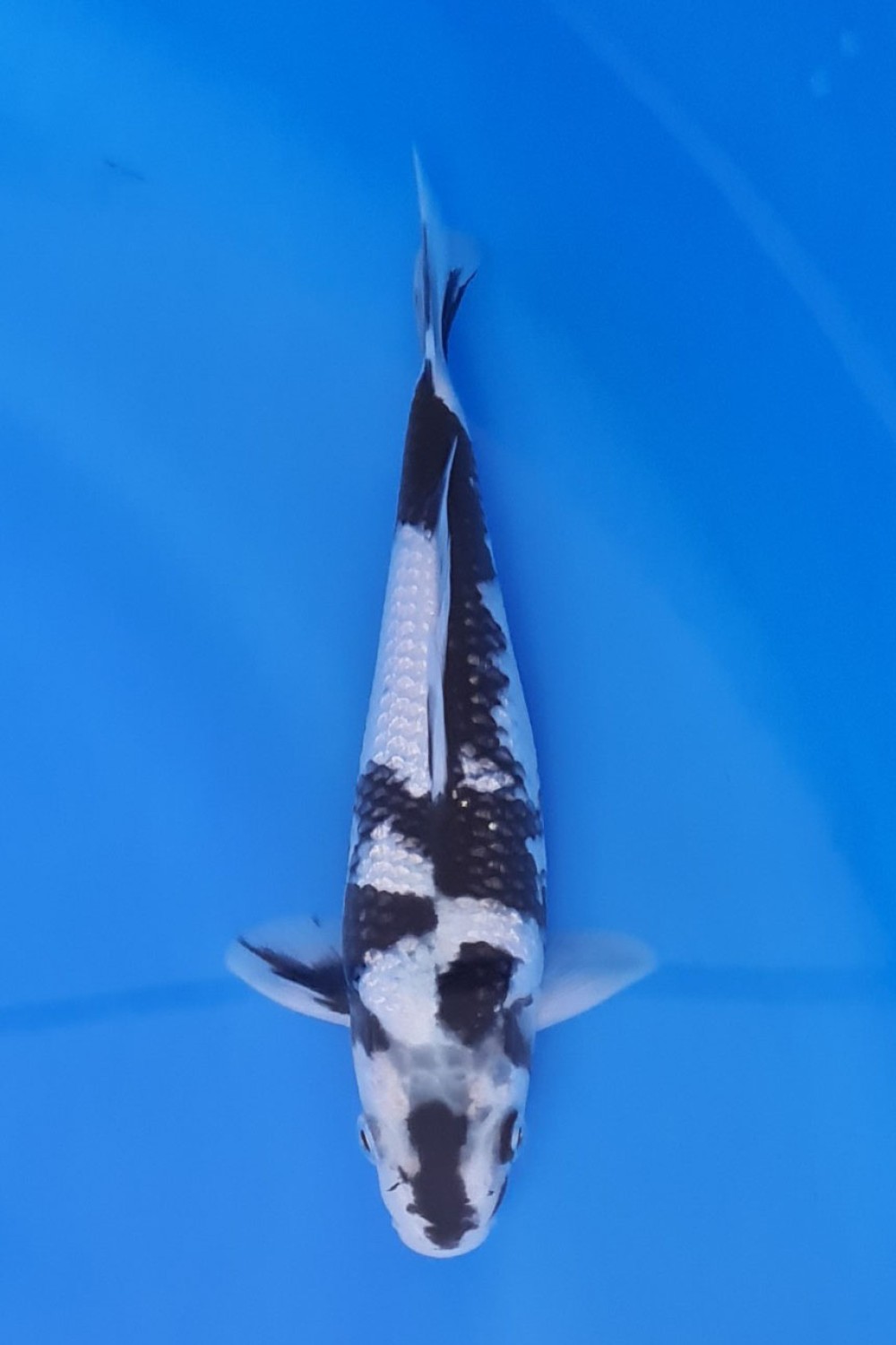 Juara 2