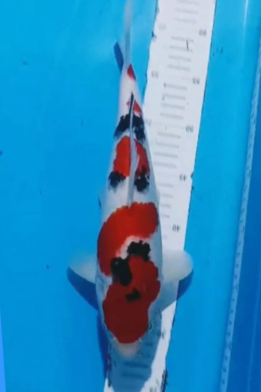 Juara 1