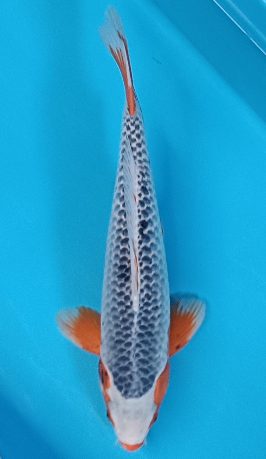 Juara 1