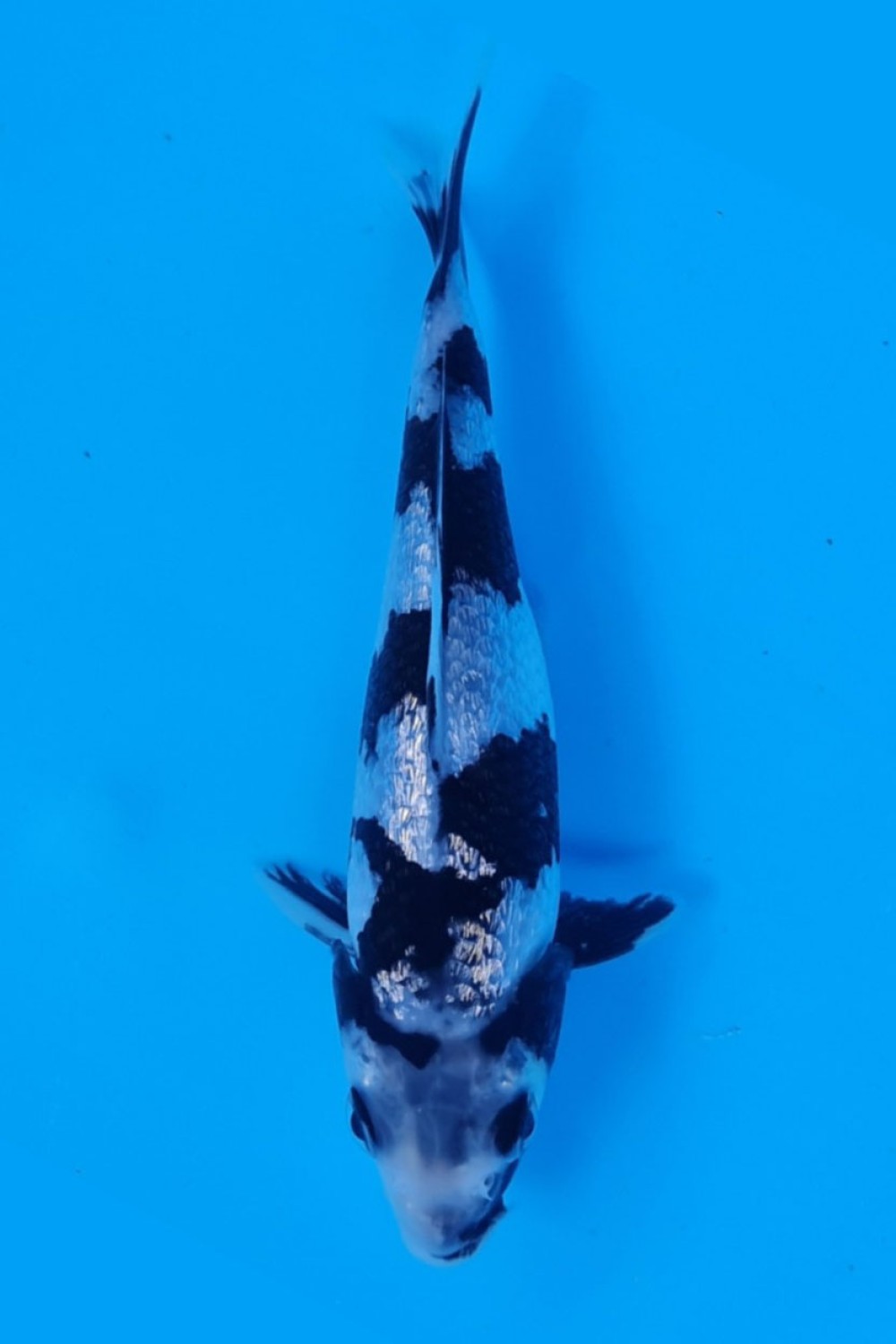 Juara 1