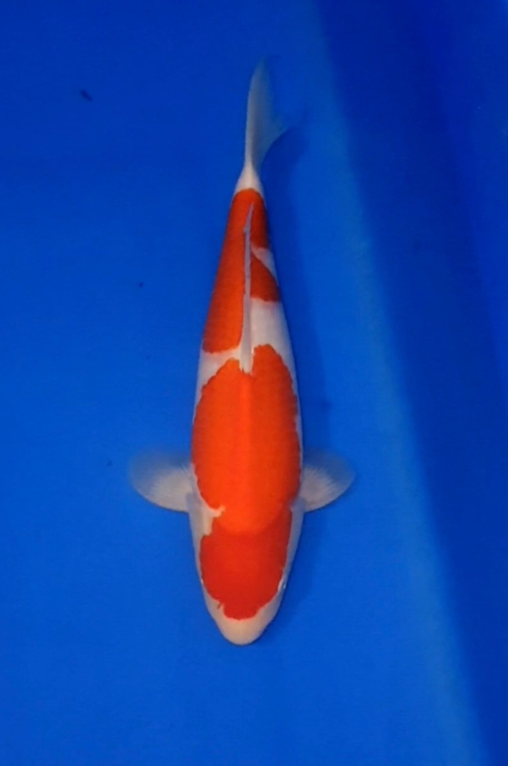 Juara 2