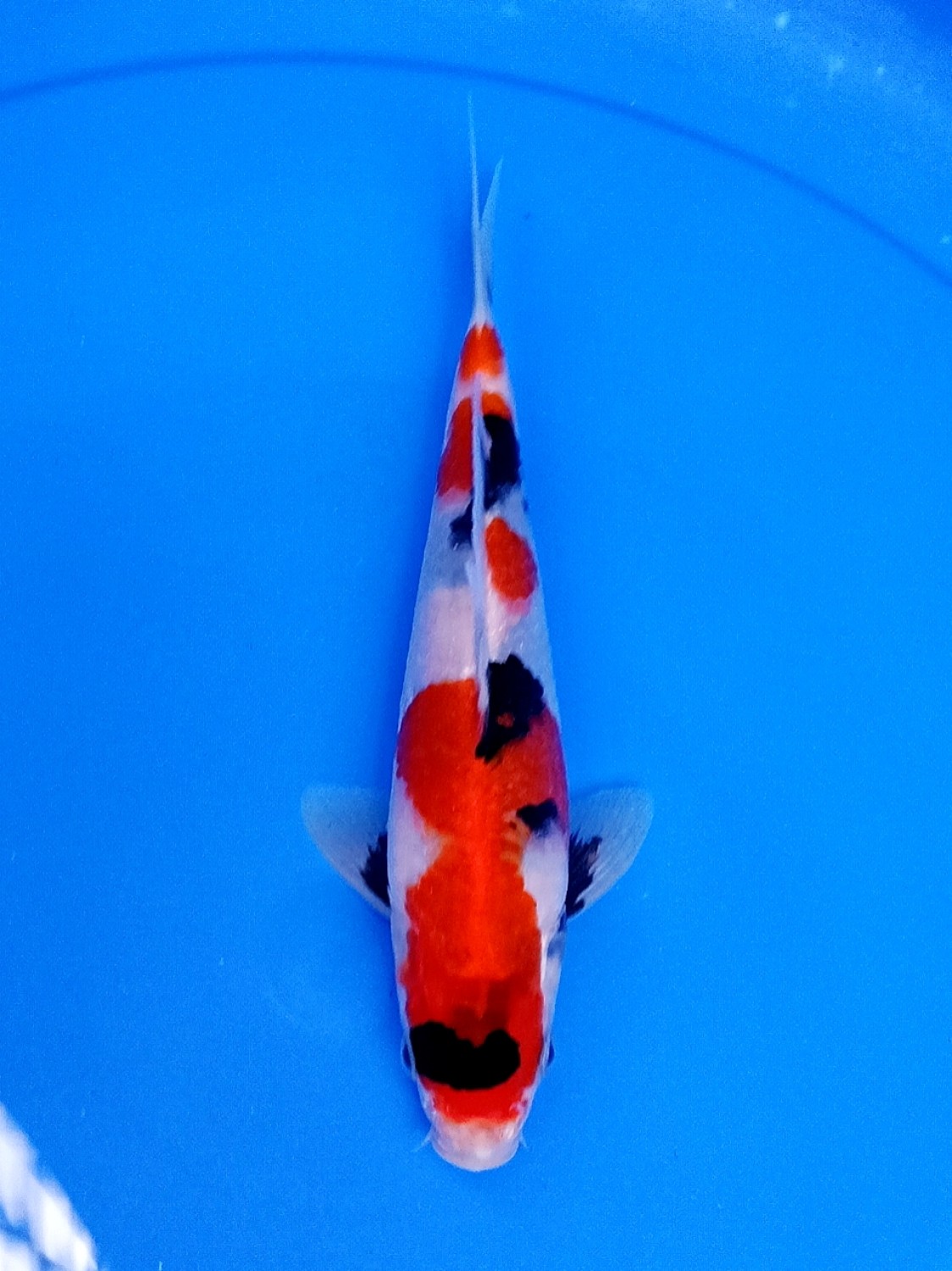 Juara 4