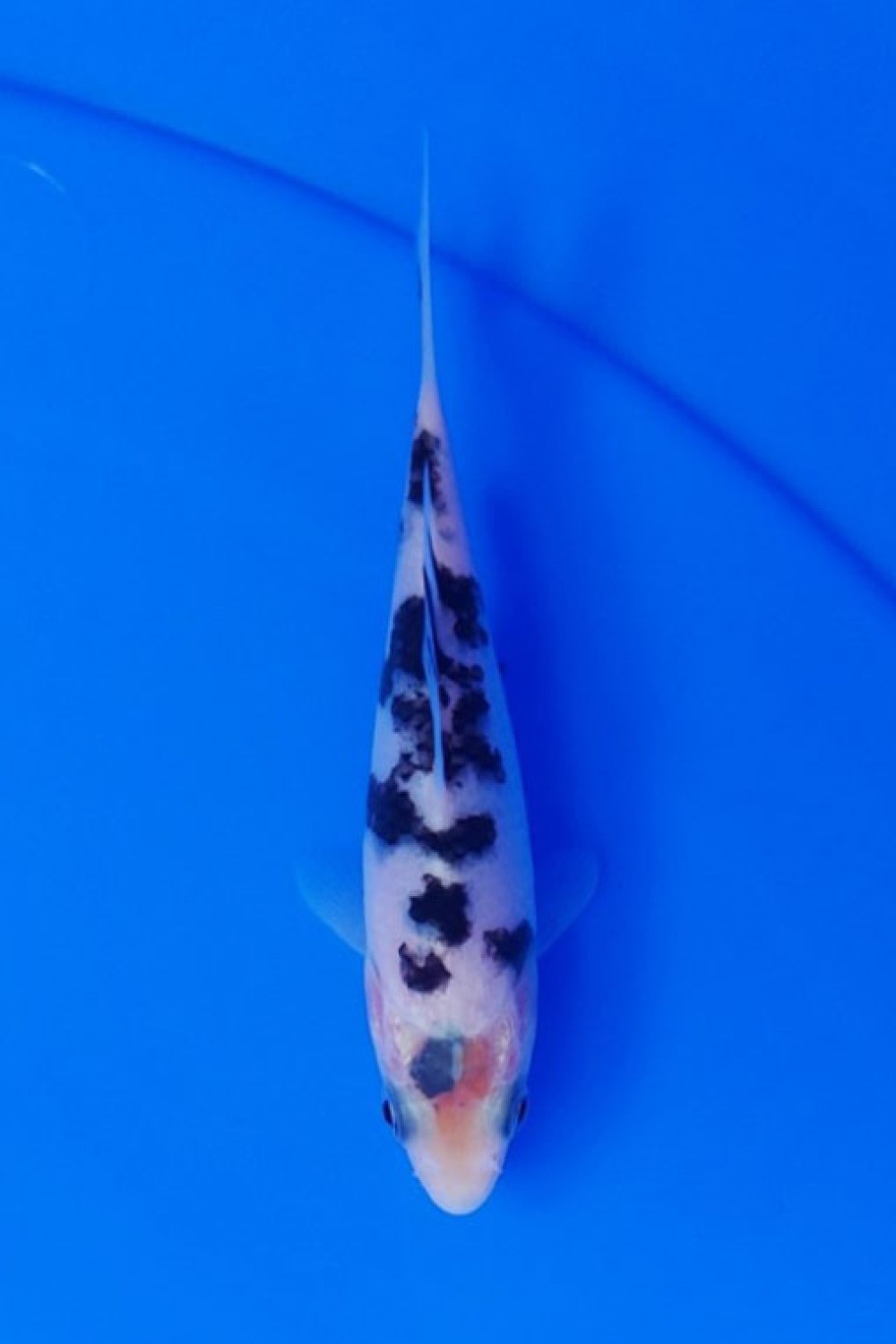 Juara 4