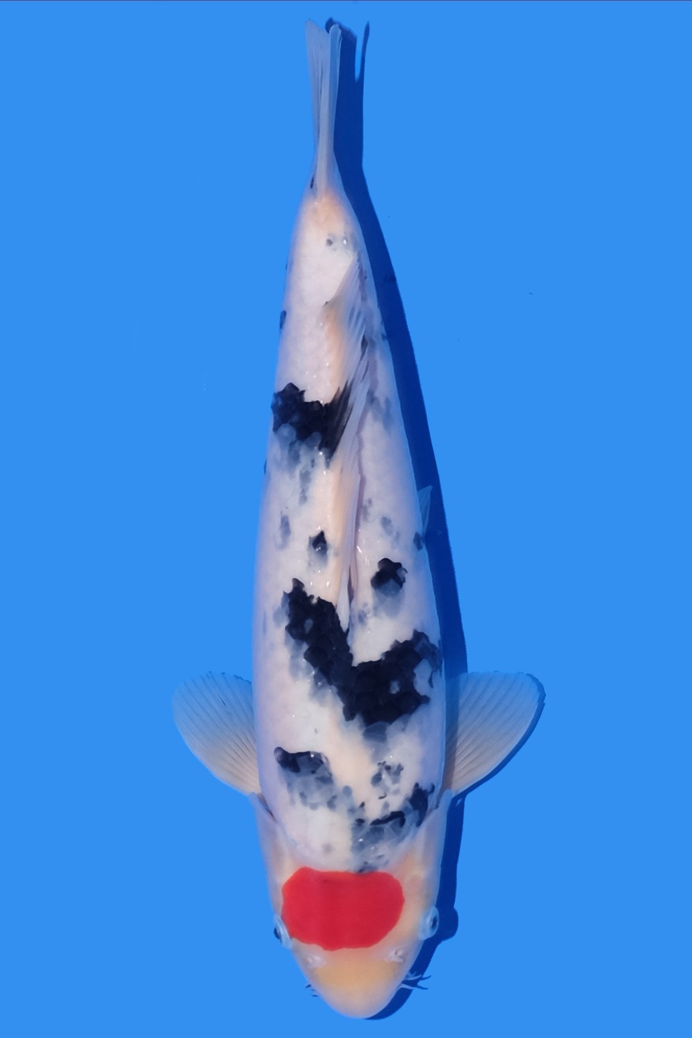 Juara 1