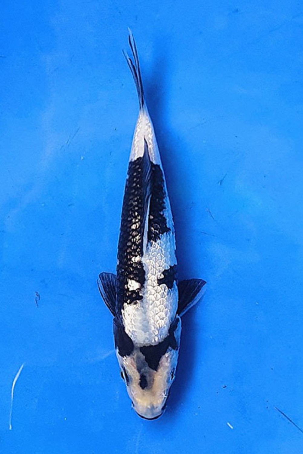 Juara 1