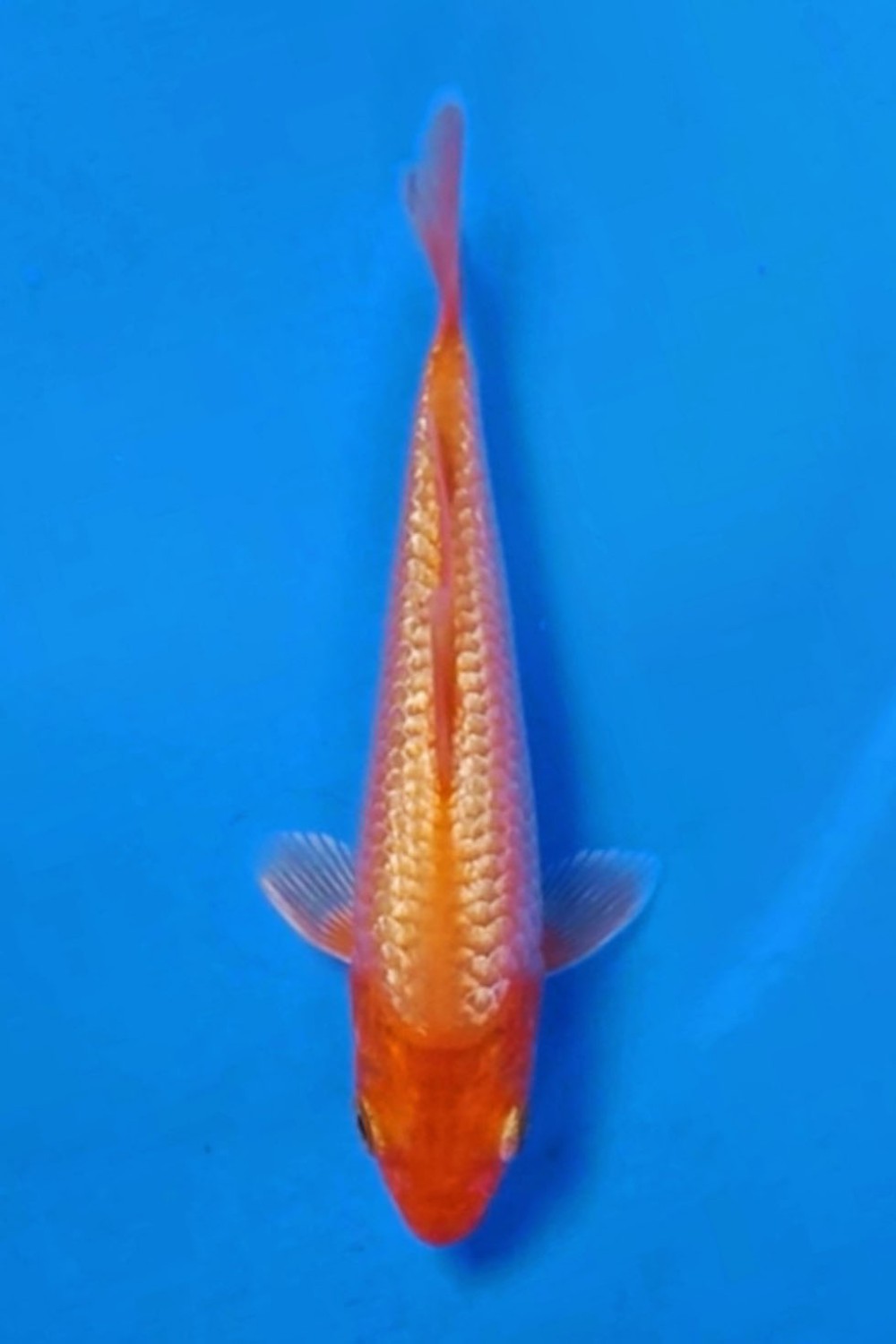 Juara 4