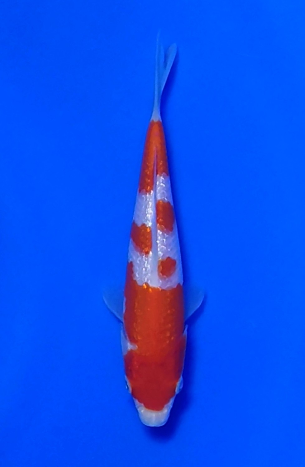 B. Melati Mini Champion