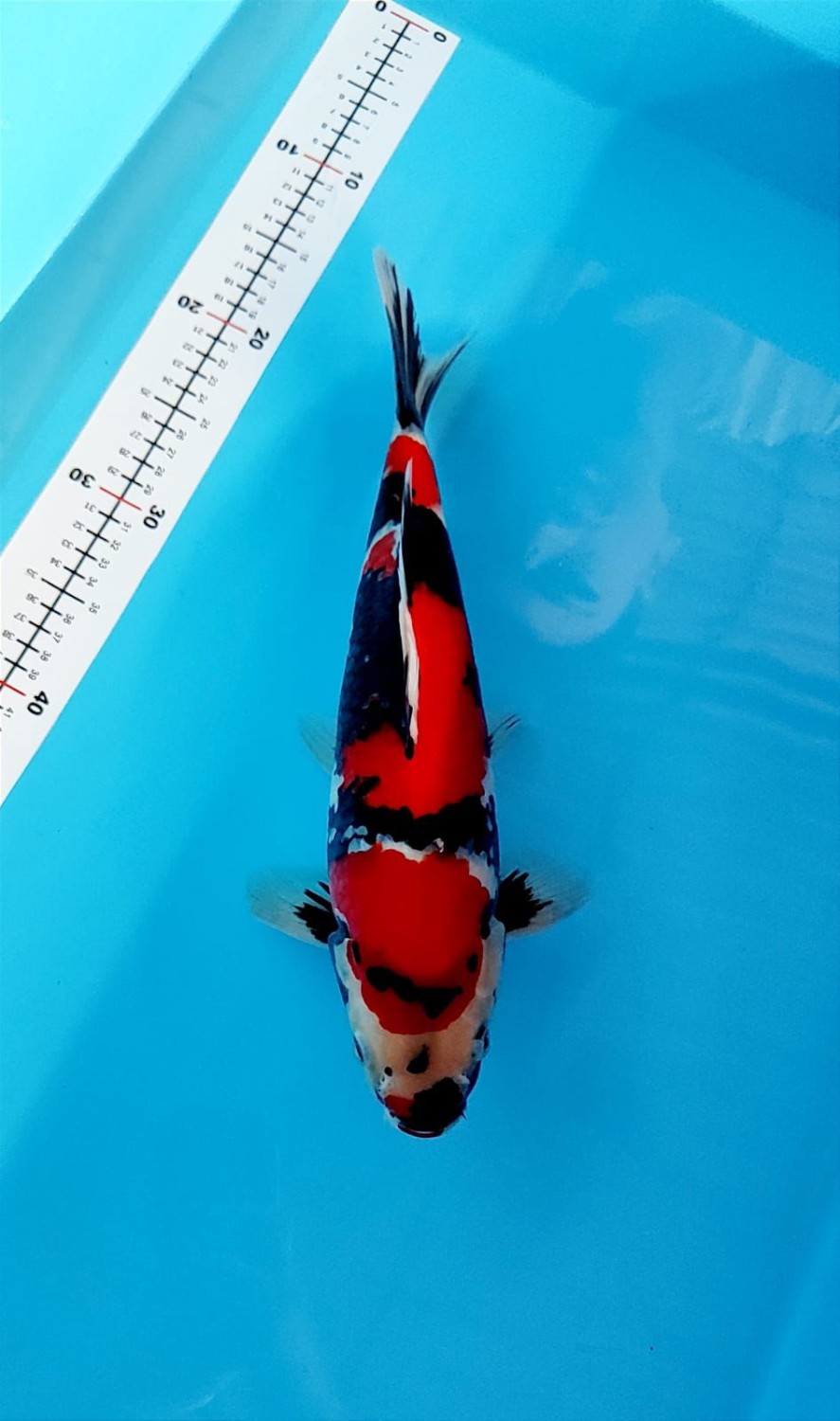 Juara 2