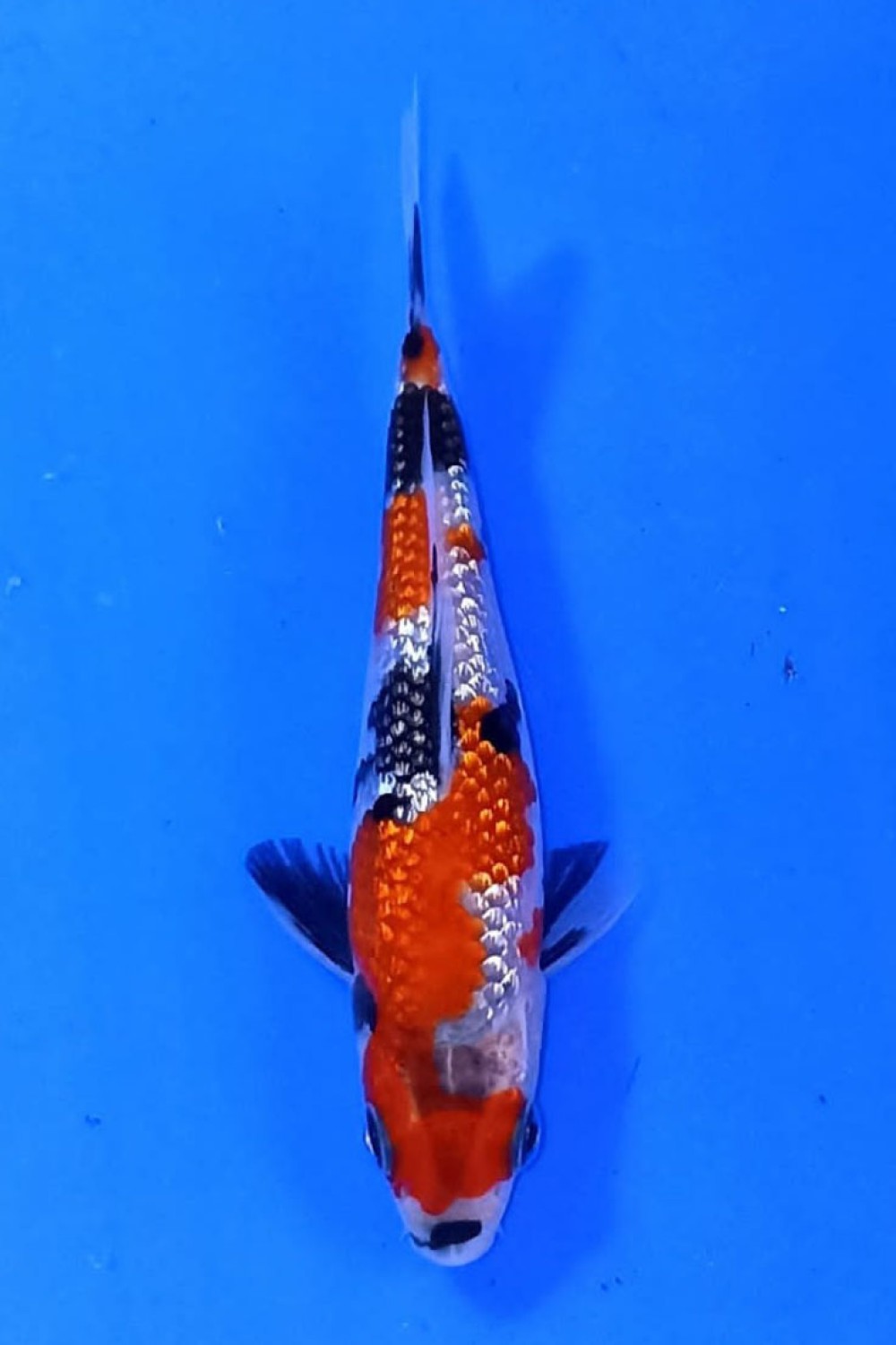 B. Melati Prize, 13 - 15 cm