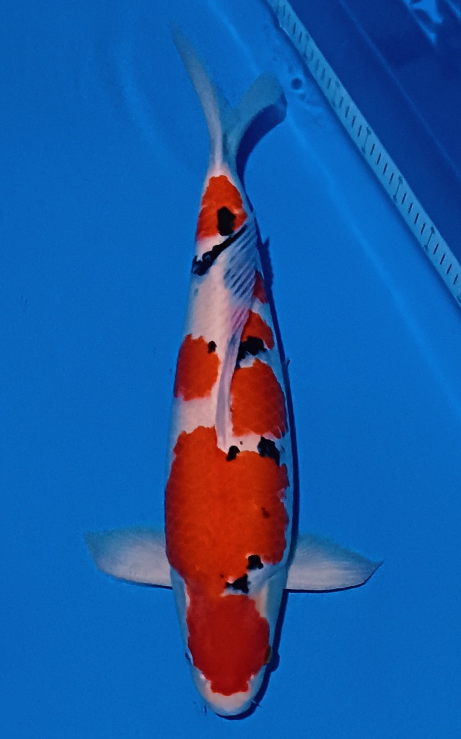 Juara 1