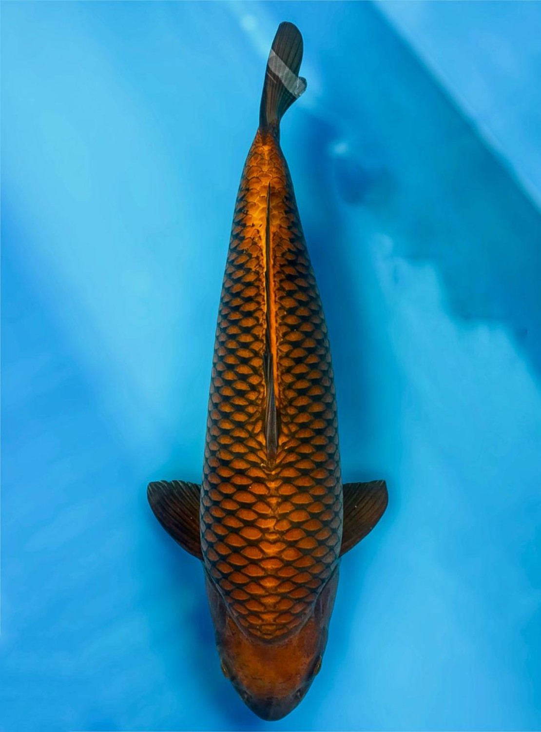 E. Kamboja Prize, 46 - 50 cm