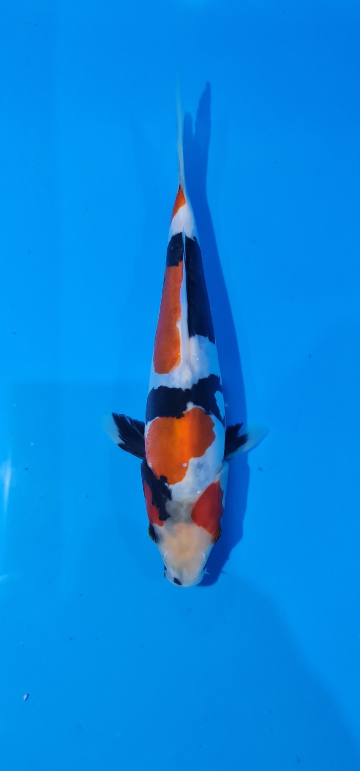 Juara 1
