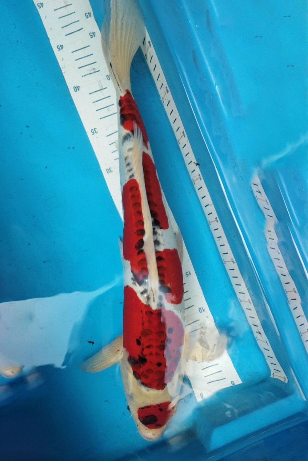 Juara 2