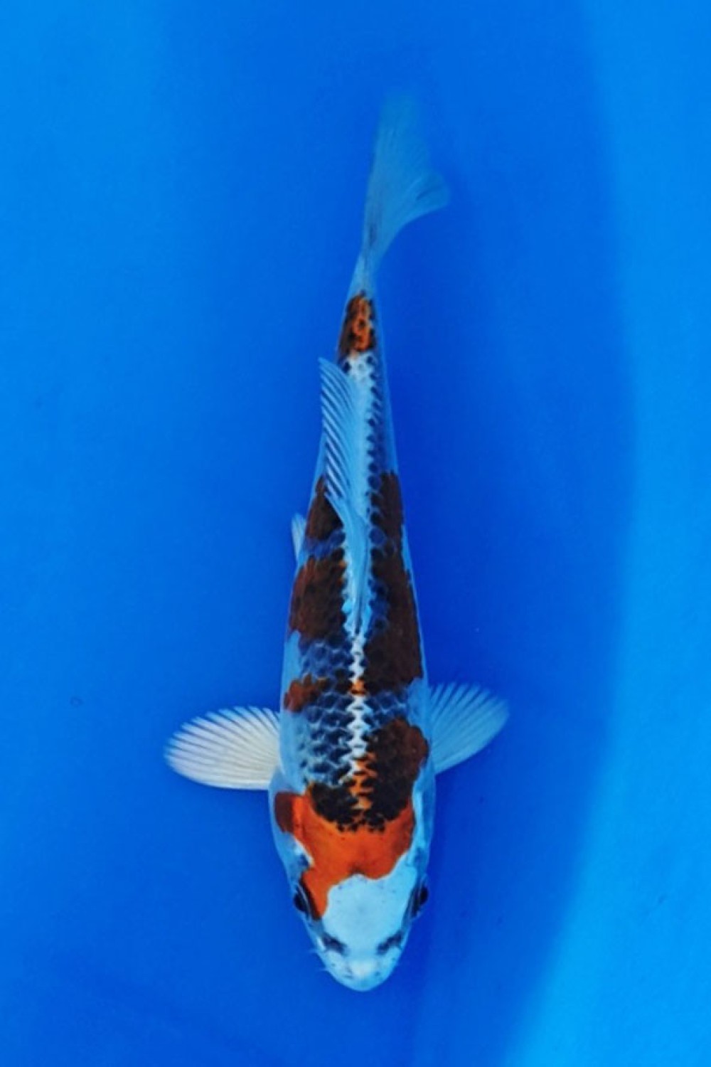 Juara 1