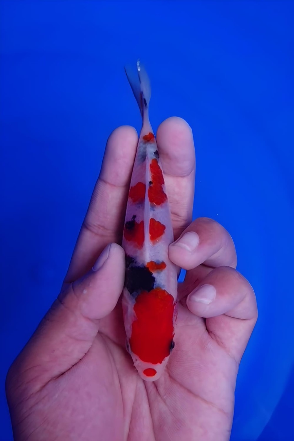 Juara 4