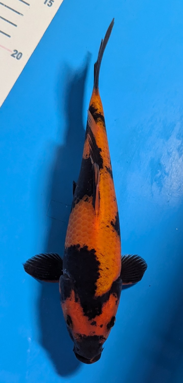 Juara 1