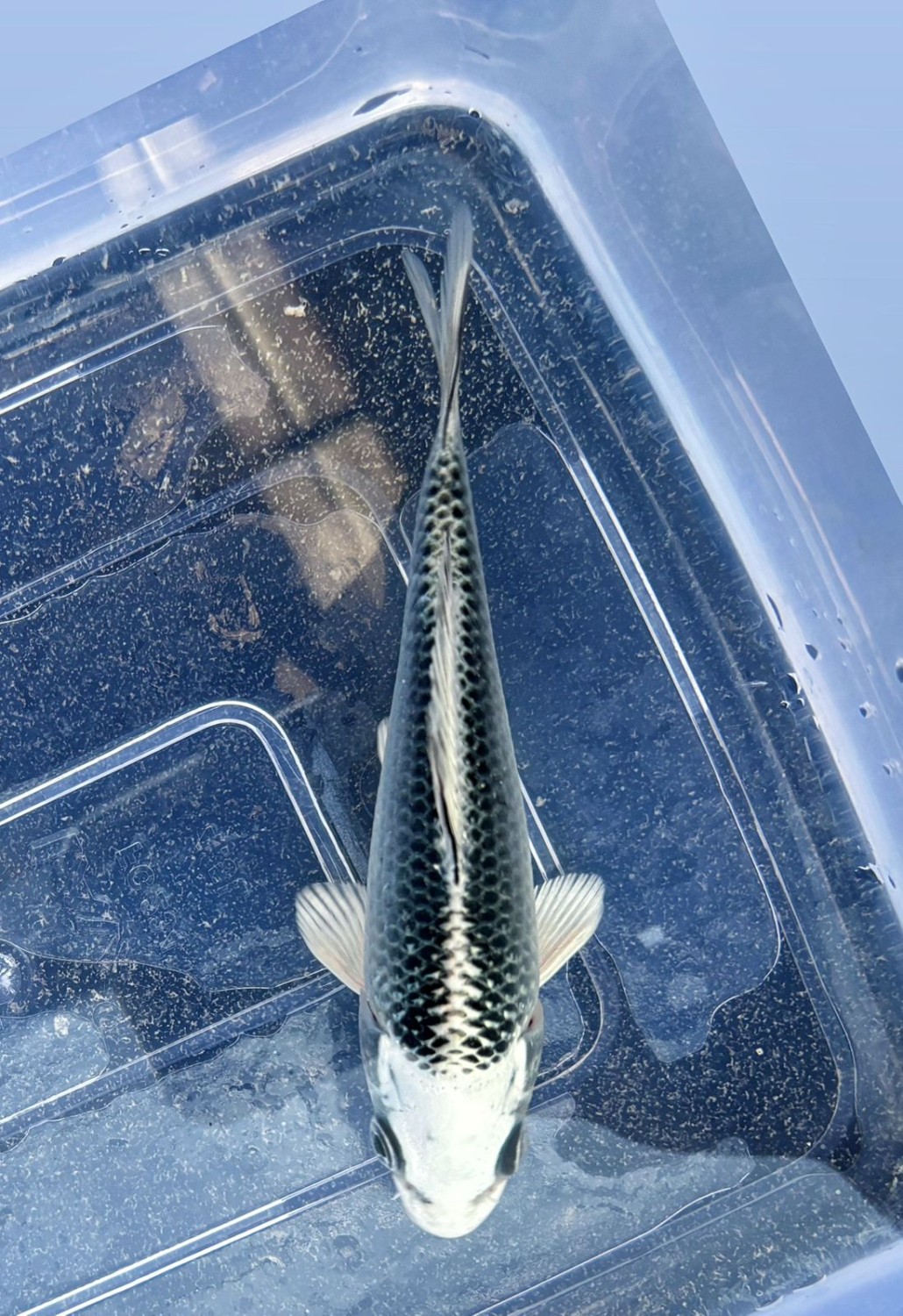 E. Kamboja Prize, 13 - 15 cm