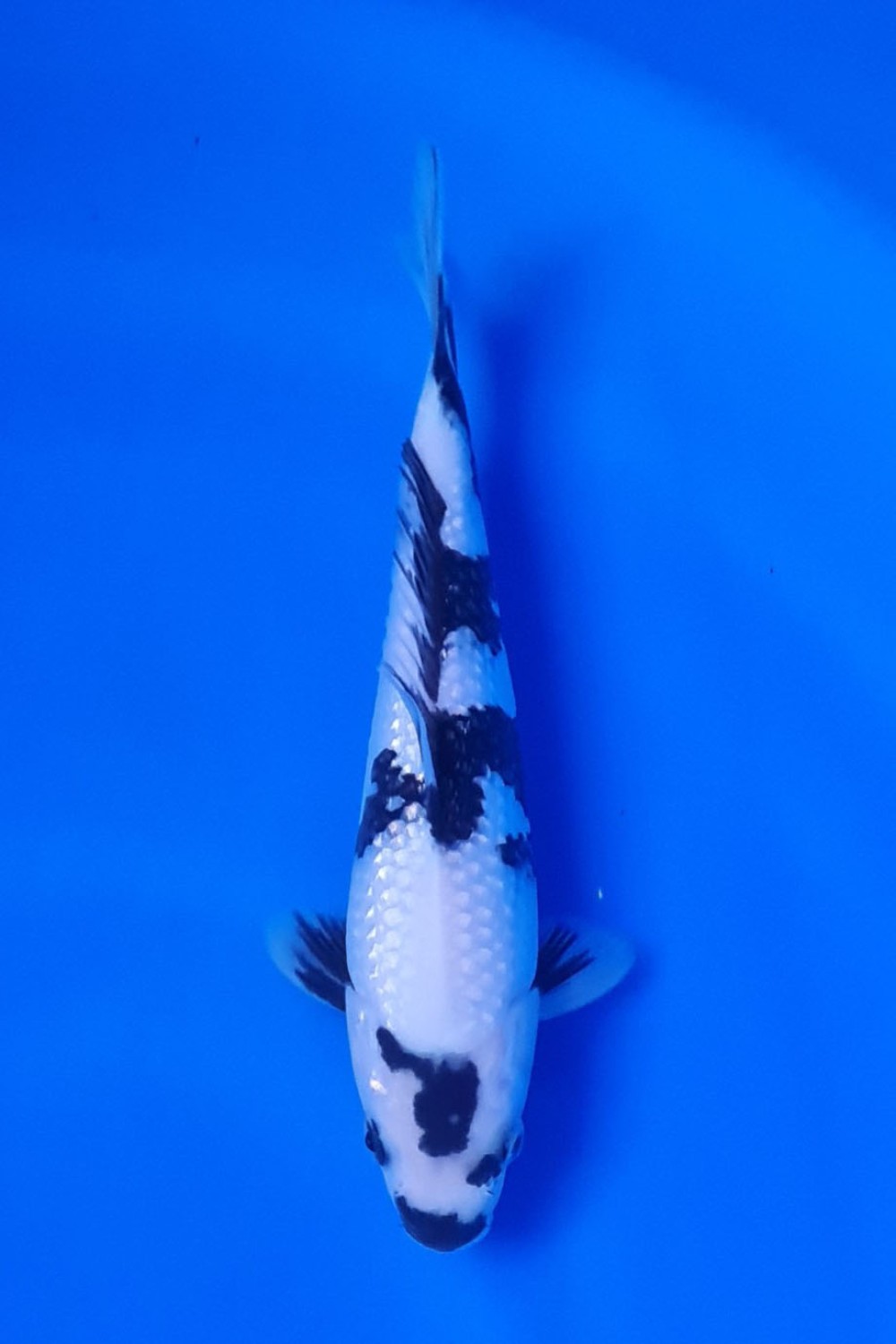 C. Anggrek Prize, 21 - 25 cm