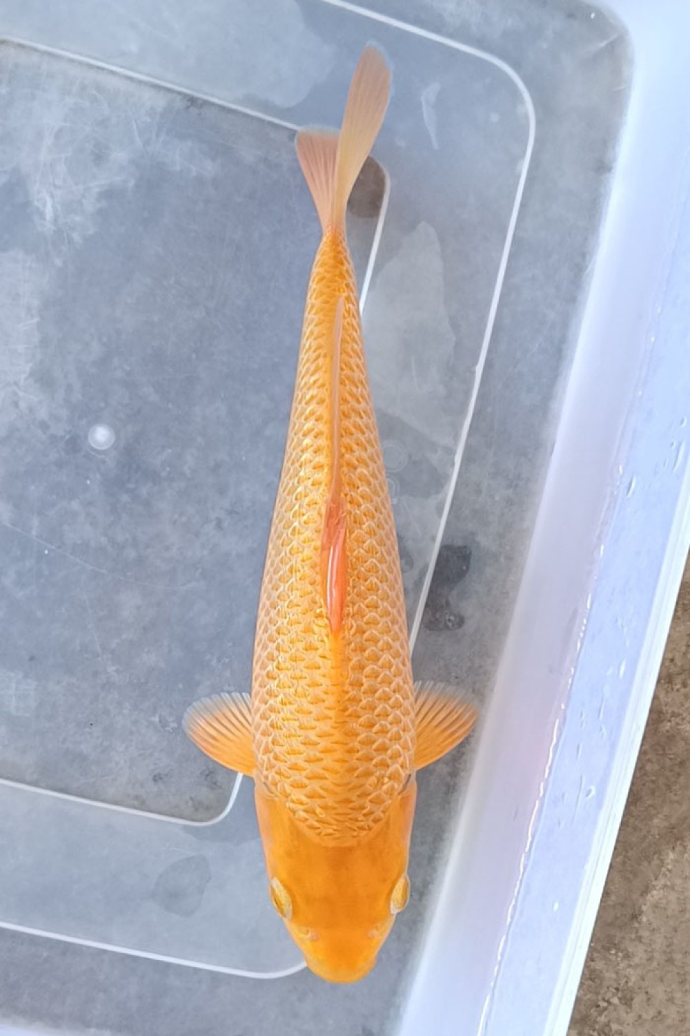 E. Kamboja Prize, 21 - 25 cm