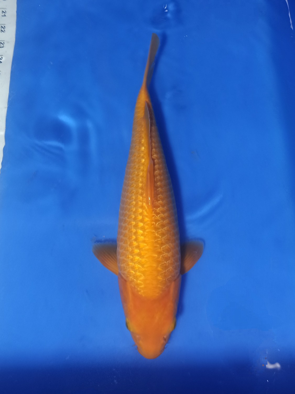 E. Kamboja Junior Champion