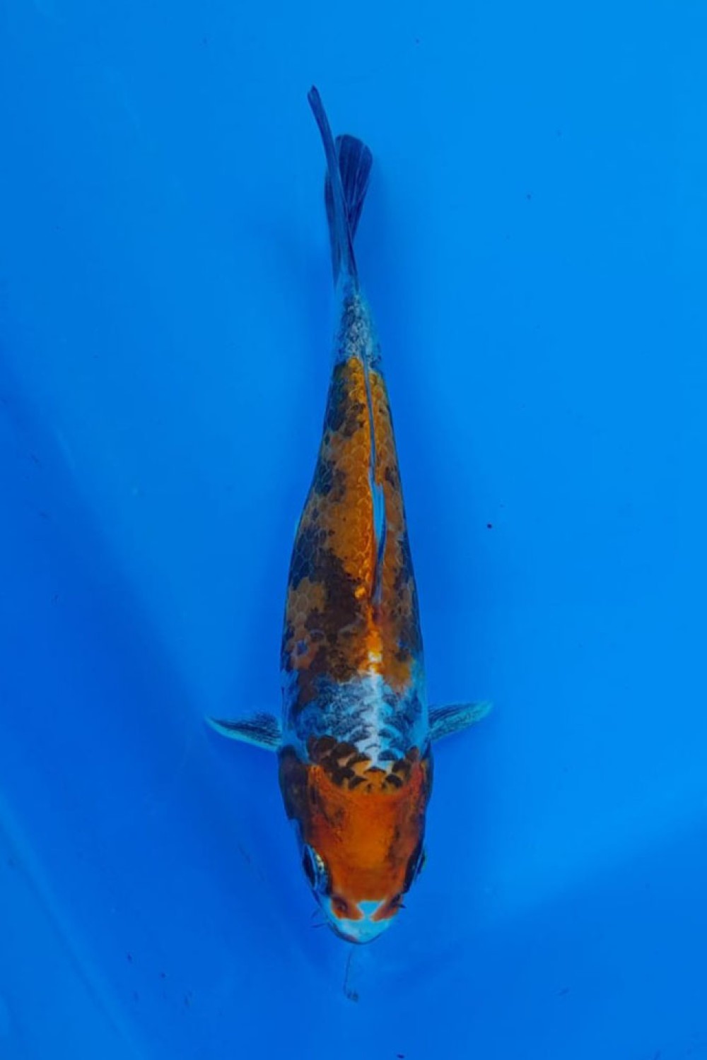 Juara 3