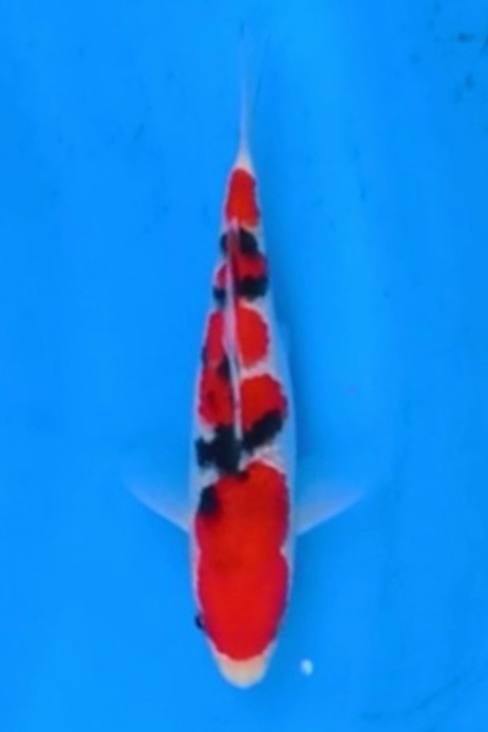A. Best In Size, 13 - 15 cm